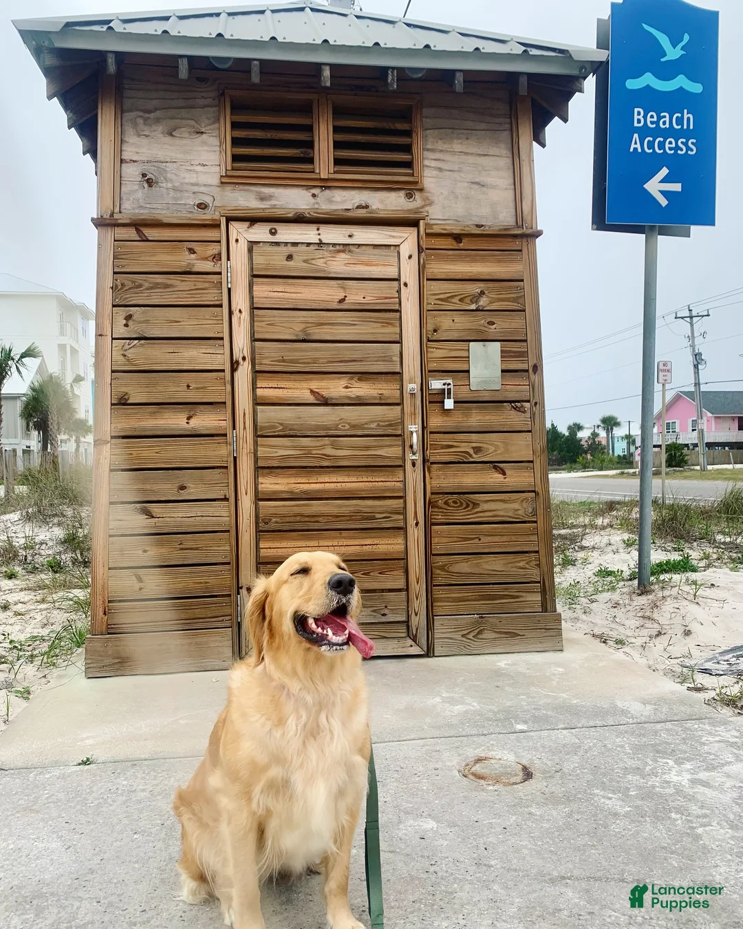 Golden Retriever dogs for sale: Golden Retriever litter of 5 puppies in Foley - Ad 19