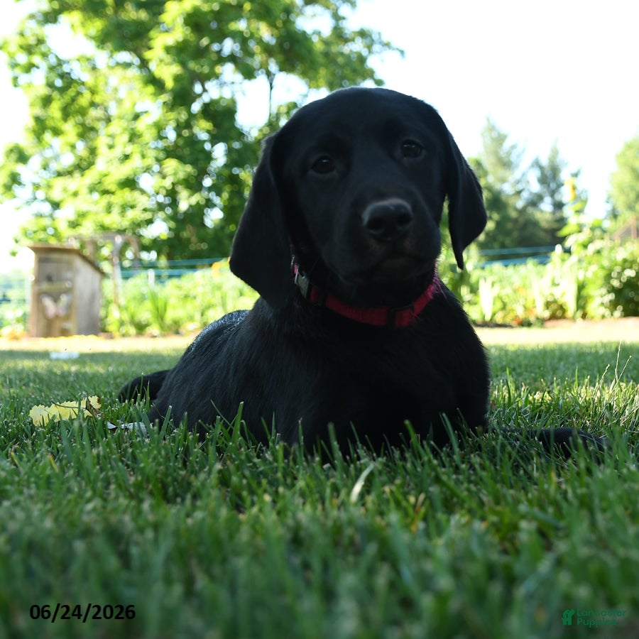 Labrador Retriever dogs Lassie  - Ad 2