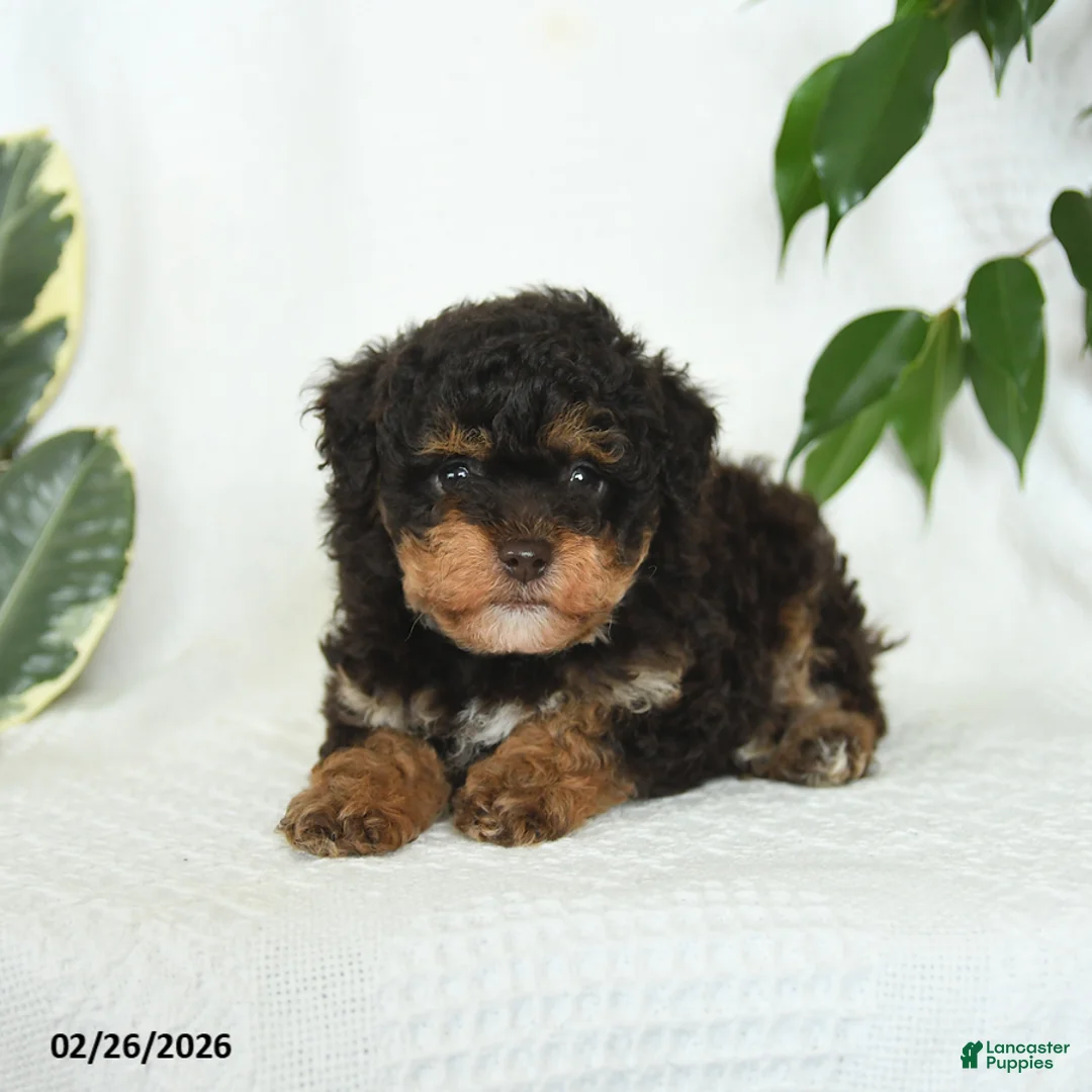 Miniature Poodle dogs for sale: Skipper - Ad 5