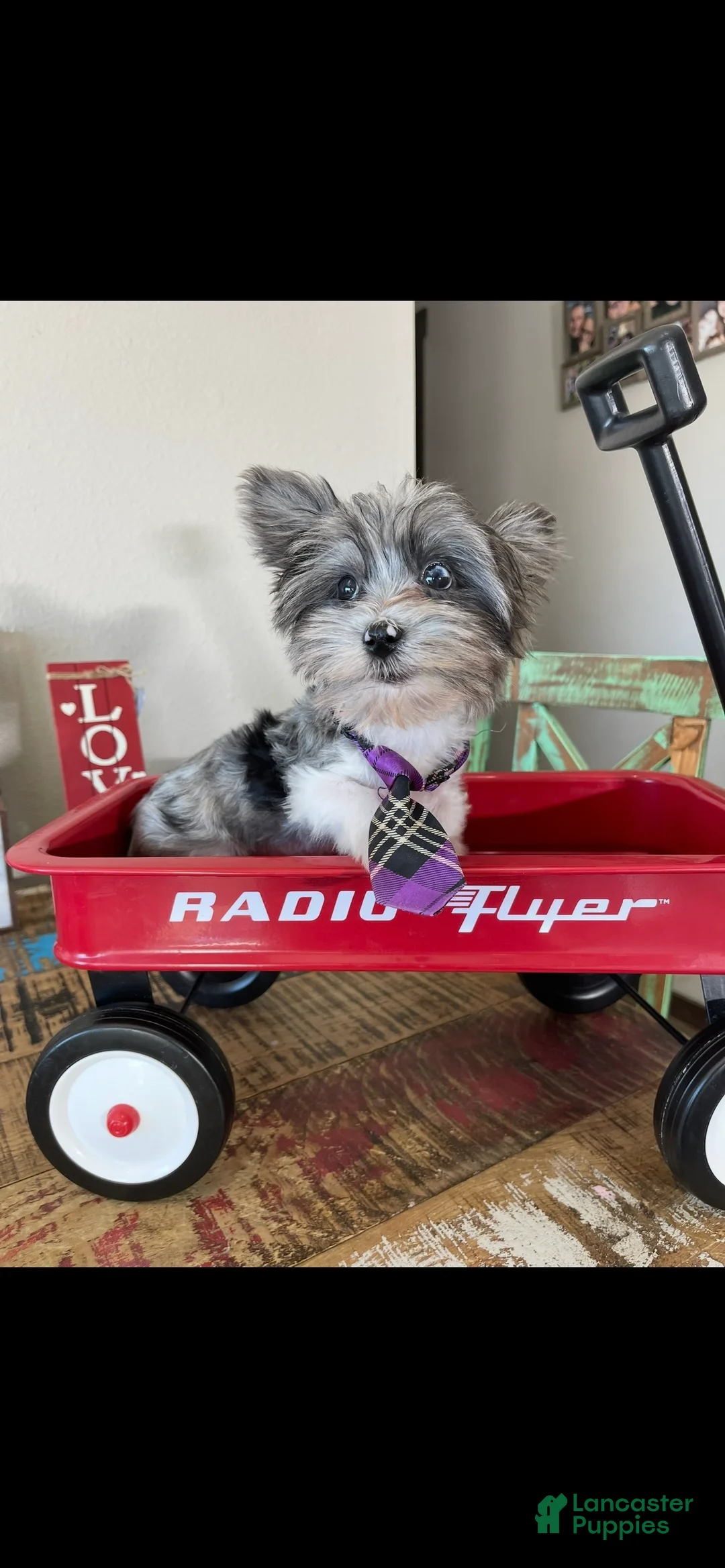 Yorkshire Terrier dogs for sale: KB BlackBerry Partial Blue eye - Ad 2