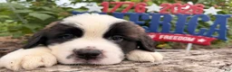 Saint Bernard dogs for sale:  Bix - Ad 4