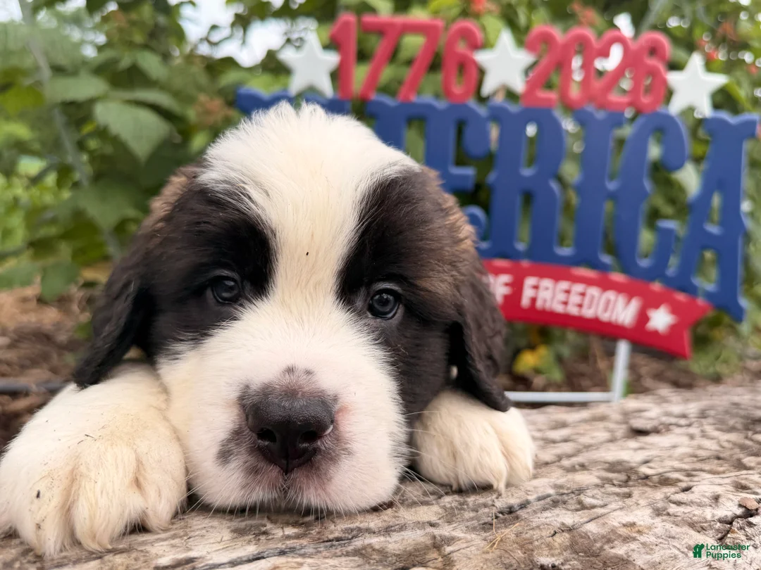 Saint Bernard dogs for sale:  Bix - Ad 4