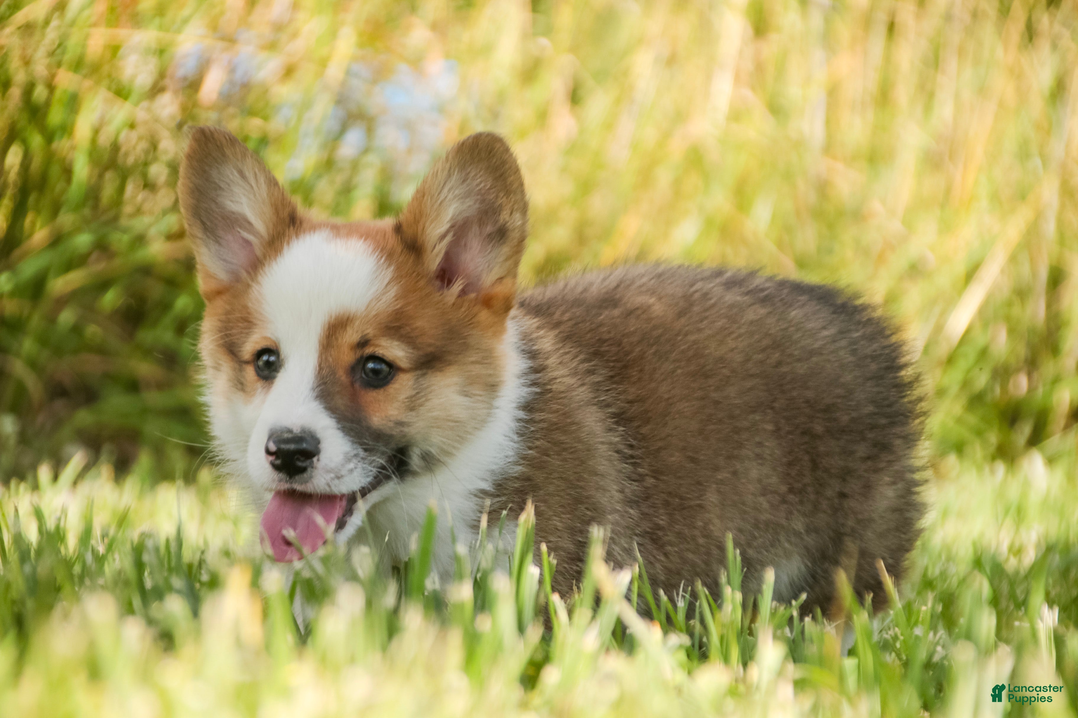 Welsh Corgi Pembroke dogs Rex - Ad 2