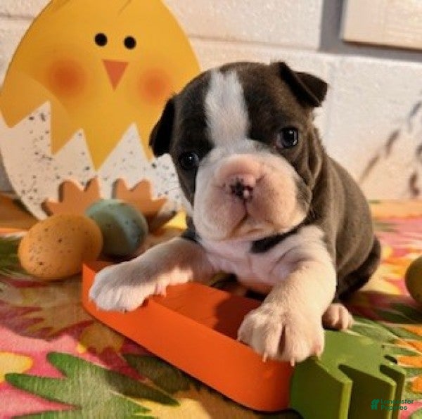 Boston Terrier dogs Bluey - Ad 2