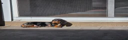 Miniature Dachshund dogs for sale: Miniature Dachshund Puppy 1 - Ad 3