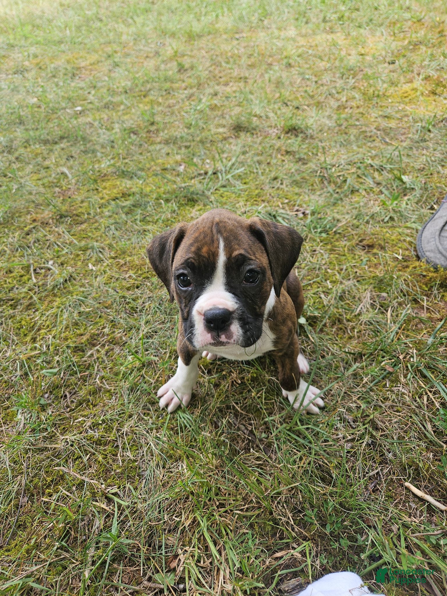 Boxer dogs Boxer 6 - Ad 35