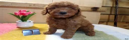 Mini Goldendoodle dogs for sale: Mini Goldendoodle Puppy 1 Patsy - Ad 2