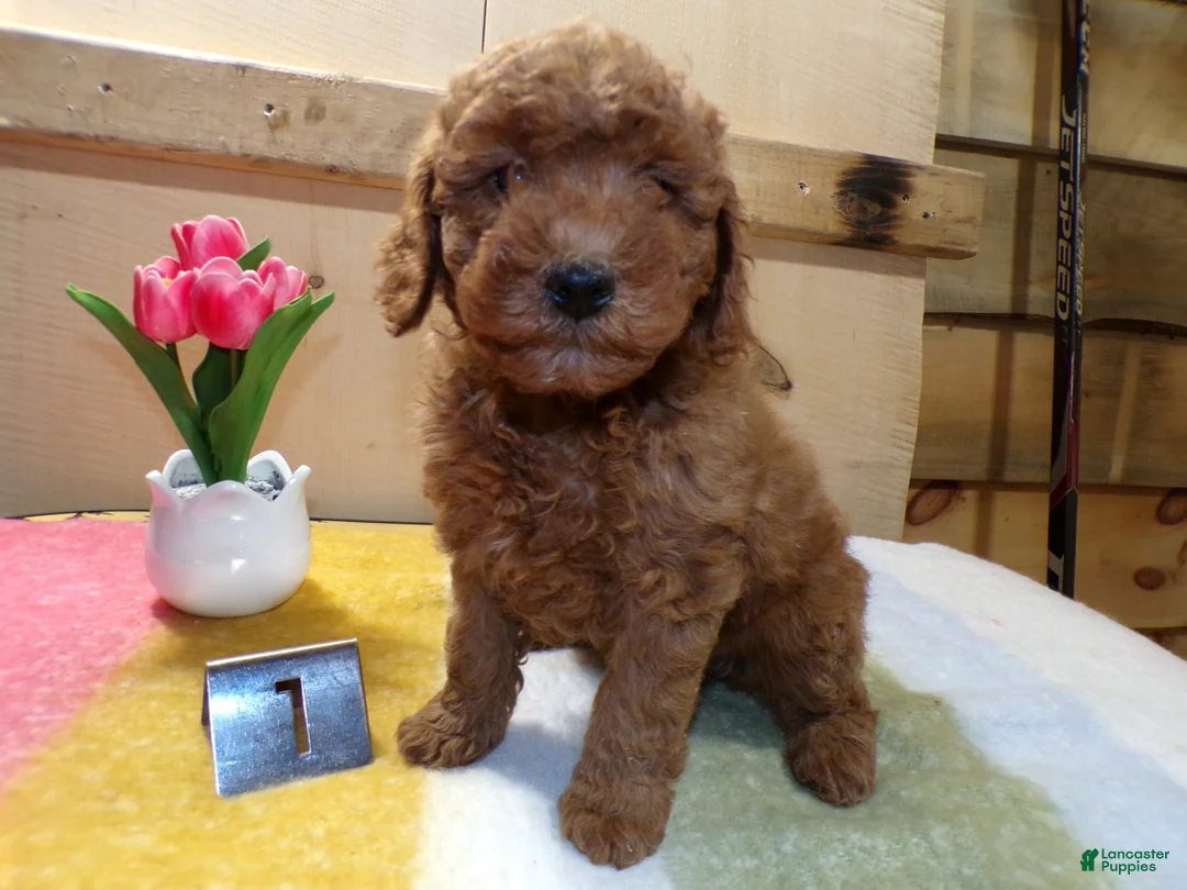 Mini Goldendoodle dogs for sale: Mini Goldendoodle Puppy 1 Patsy - Ad 2