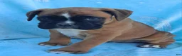 Boxer dogs for sale: Tinker - Ad 1