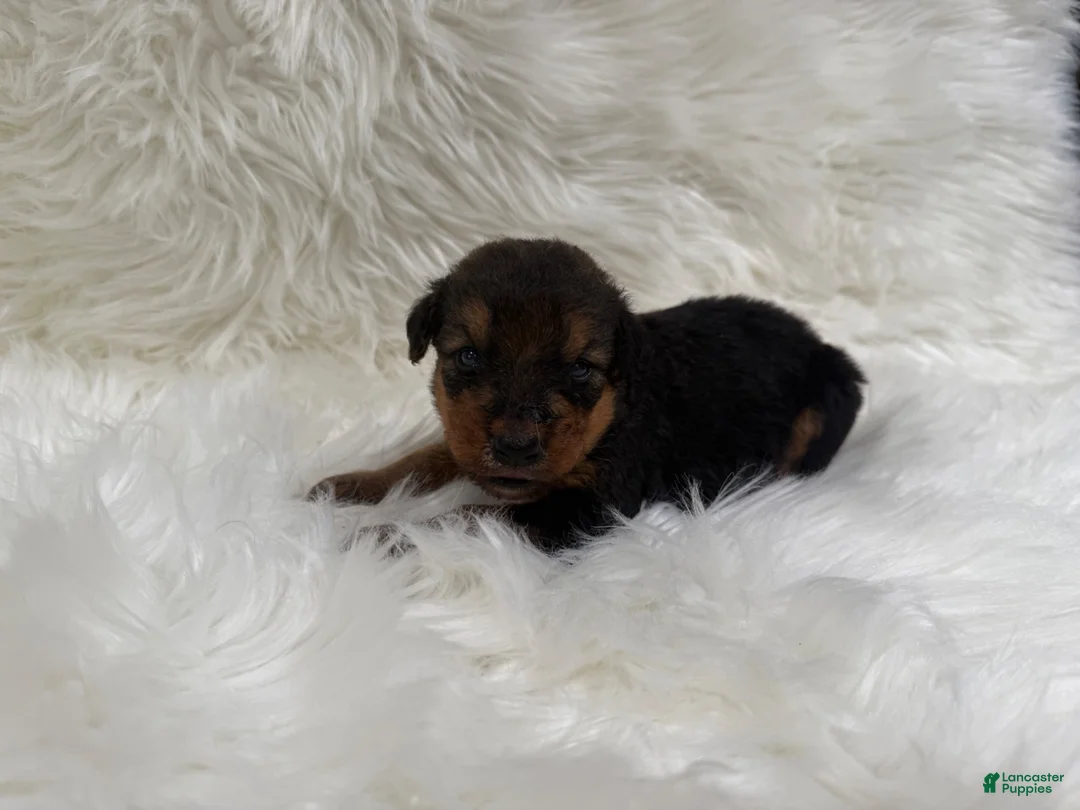 Airedale Terrier dogs for sale: AKC Zoe Airedale Terrier 2 - Ad 1