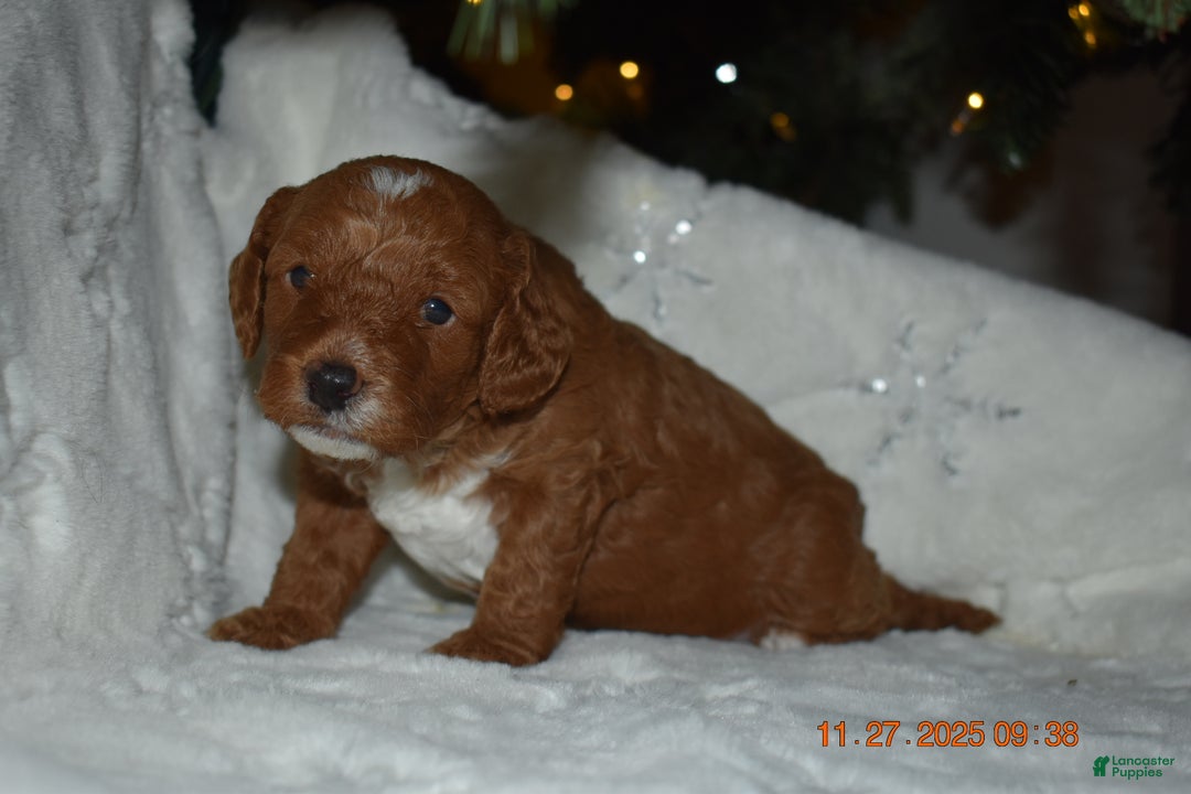 Cavapoo dogs for sale: Cavapoo Puppy 1 - Ad 3