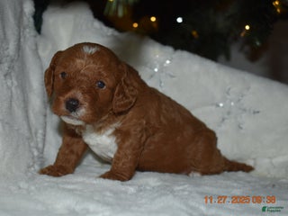 Cavapoo dogs Chocolate - Ad 22