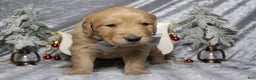 Golden Retriever dogs for sale: Frosty  - Ad 8