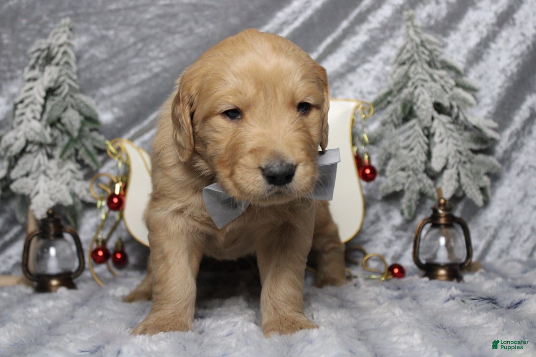 Golden Retriever dogs for sale: Frosty  - Ad 8