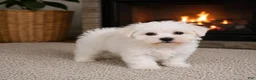 Maltese dogs for sale: Cody - Ad 5