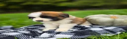 Saint Bernard dogs for sale: Maverick - Ad 3