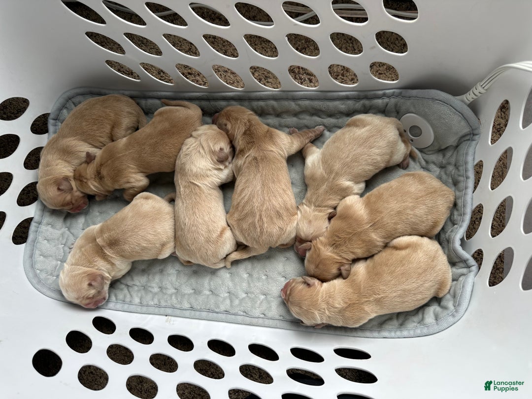 Golden Retriever dogs for sale: Golden Retriever Puppy 1 - Ad 1