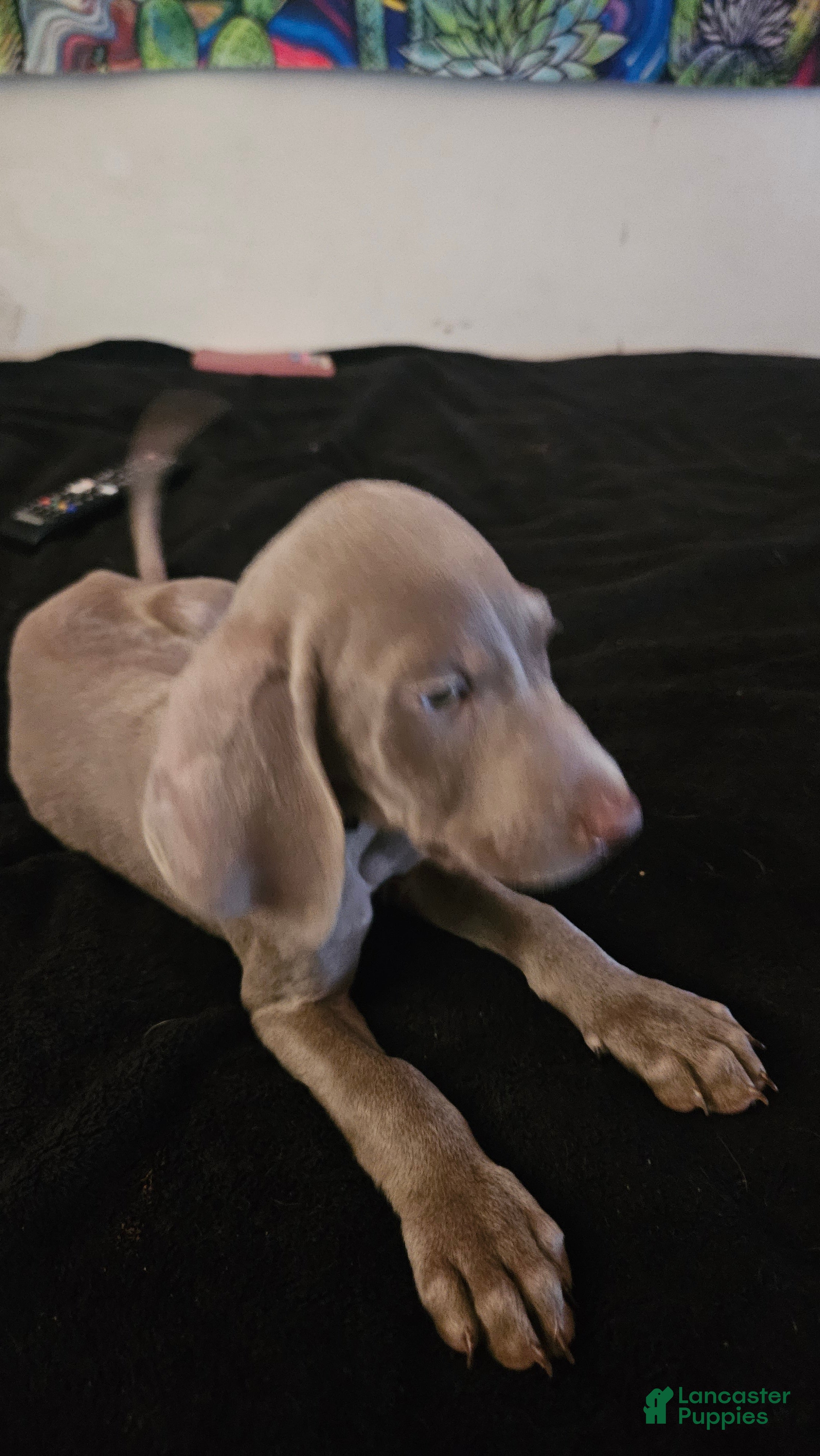Weimaraner dogs Weimaraner 7 - Ad 3