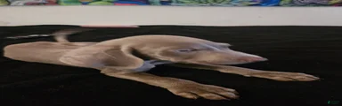 Weimaraner 7