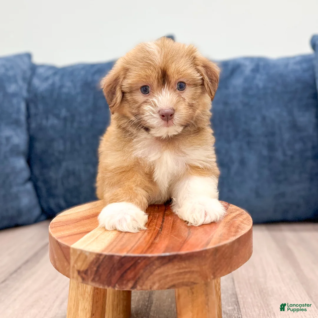 Havanese dogs for sale: Emily - Ad 2
