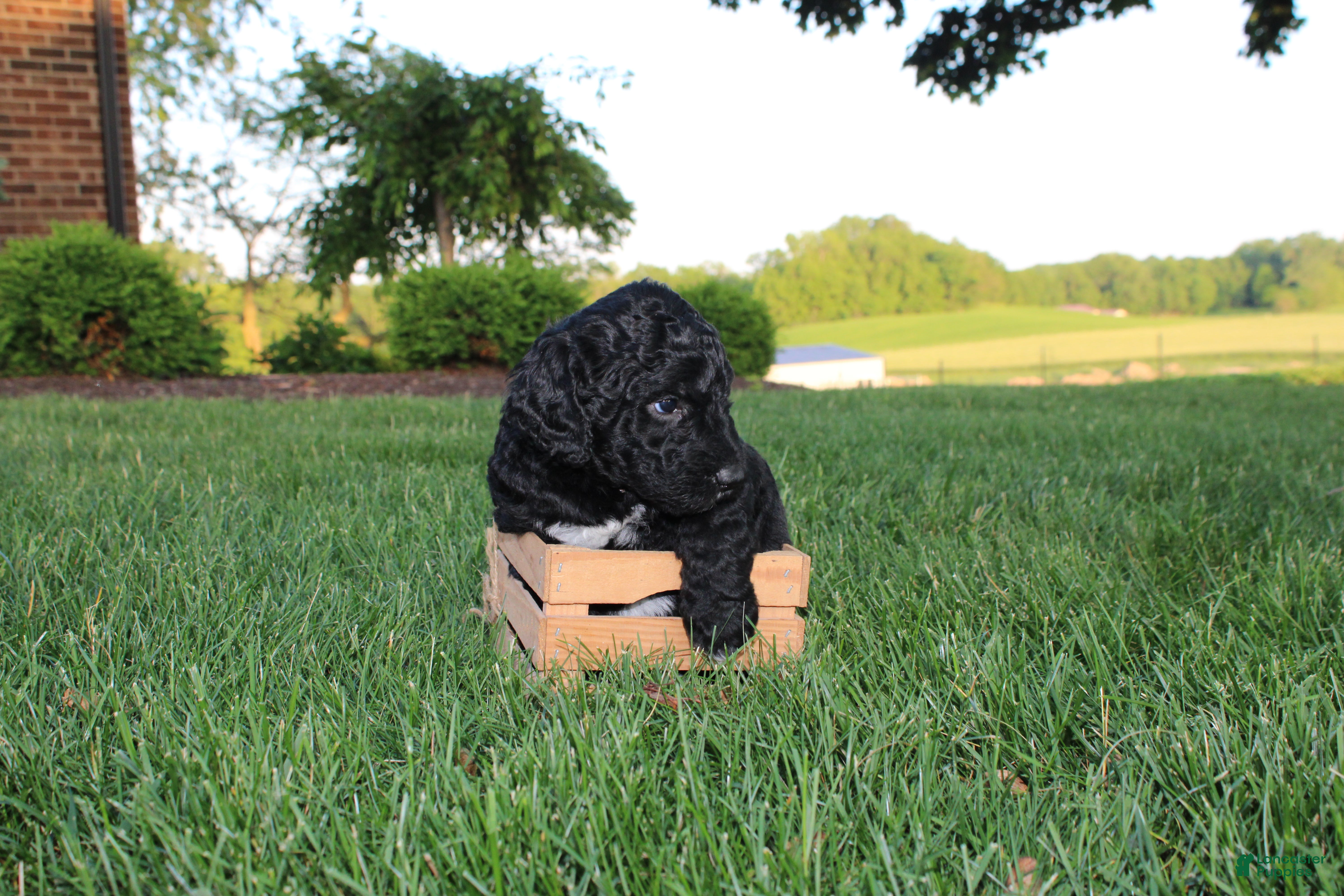 Mini Goldendoodle dogs Charle - Ad 1