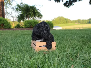 Mini Goldendoodle dogs for sale: Charle - Ad 2