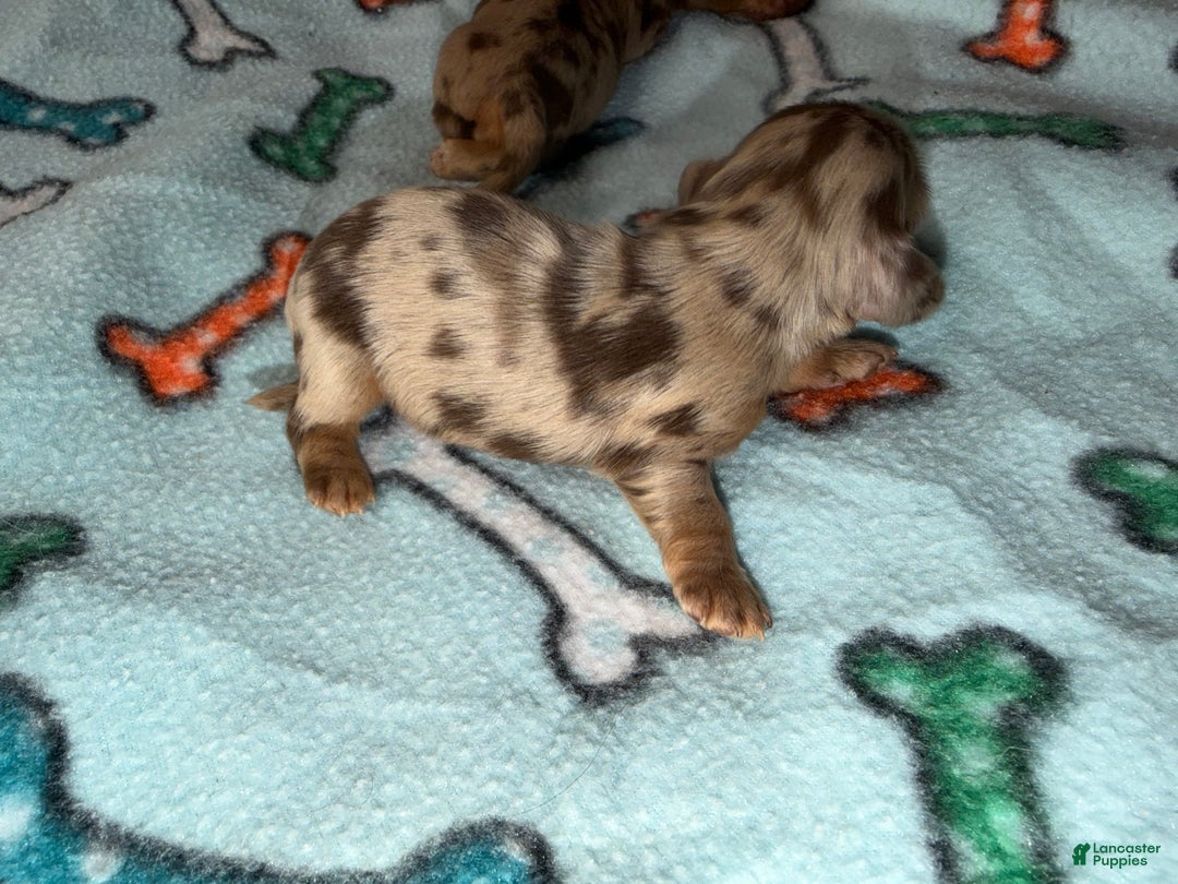 Dachshund dogs for sale: Uno chocolate dapple long coat - Ad 2