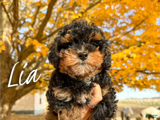 Mixed Breed dogs - Ad 30