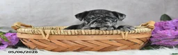 Pug dogs for sale: Gwen - Ad 3