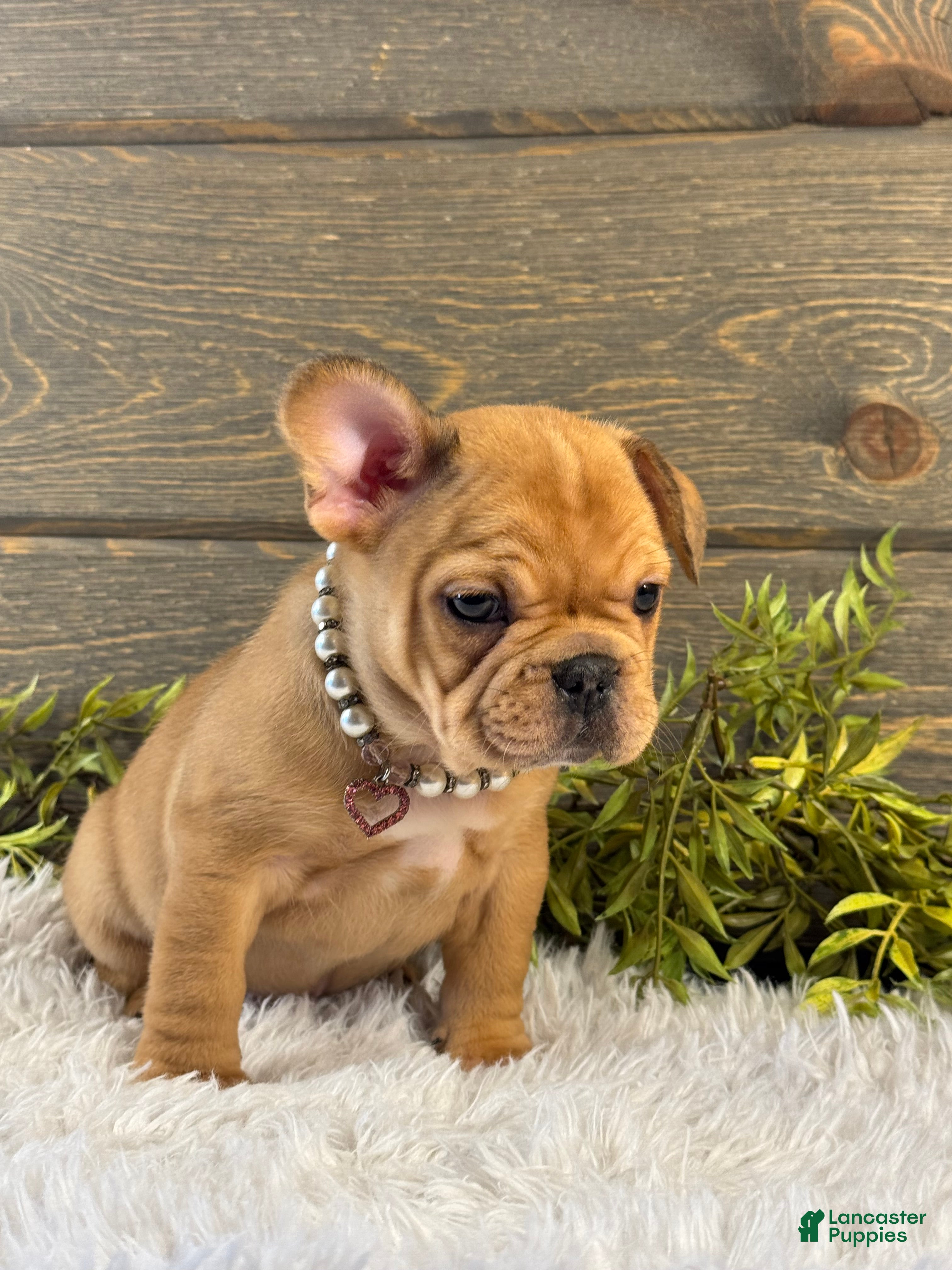 French Bulldog dogs for sale: Everest  - Ad 3