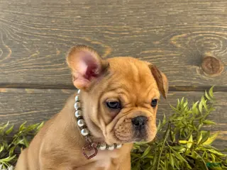French Bulldog dogs for sale: Everest - Ad 3