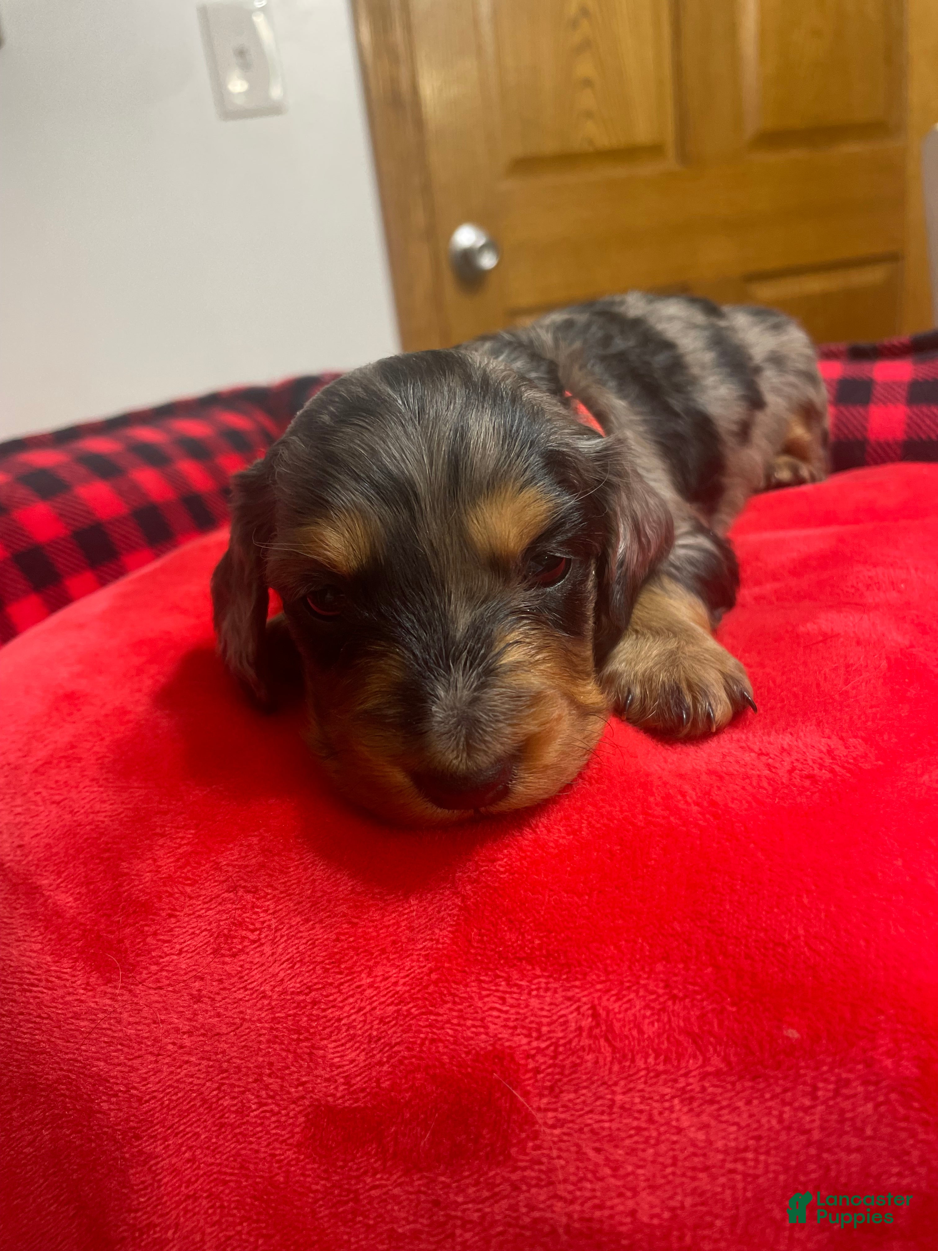 Dachshund dogs Dachshund Puppy 3 - Ad 41