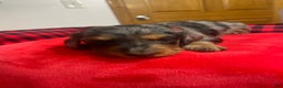 Dachshund dogs for sale: Dachshund Puppy 3 - Ad 1