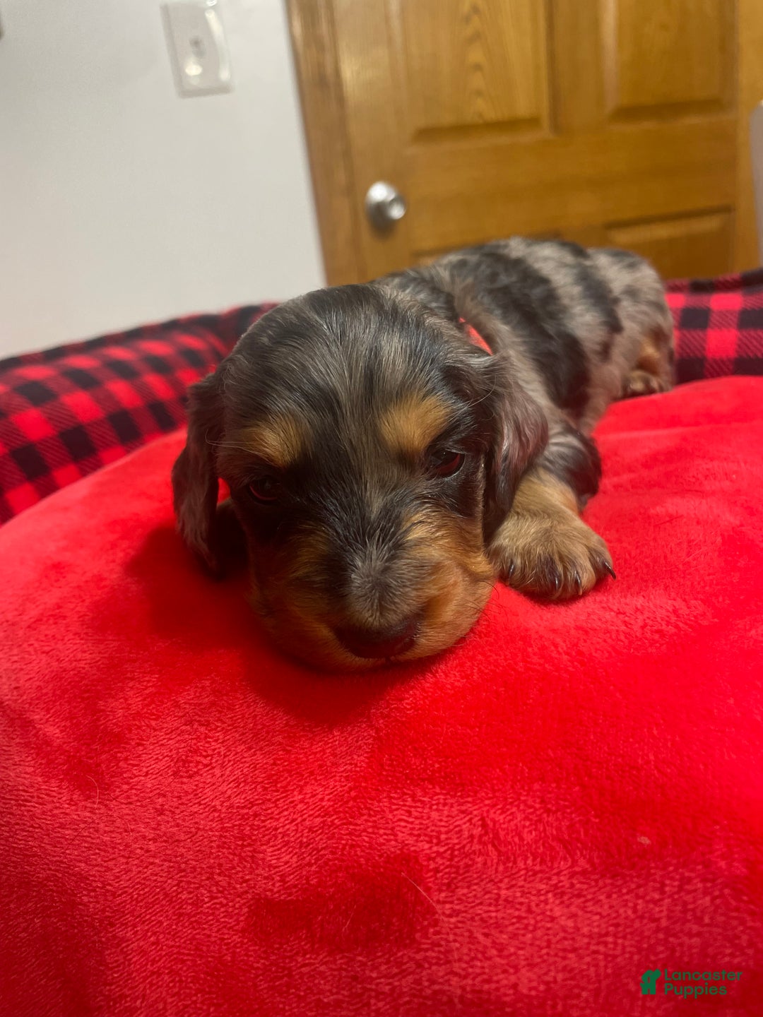 Dachshund dogs for sale: Dachshund Puppy 3 - Ad 1