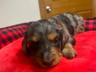 Dachshund dogs Dachshund Puppy 3 - Ad 41