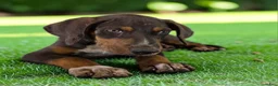 Catahoula Leopard Dog dogs for sale: Gypsie 2026 Female 1 - Ad 14