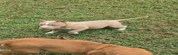 American Bully dogs for sale: American Bully female - Ad 6