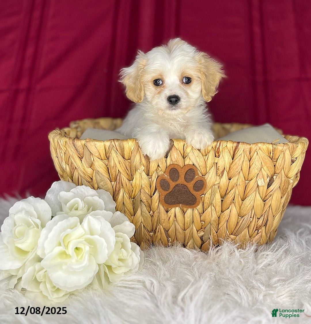 Cavachon dogs for sale: April - Ad 4