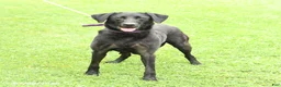 Labrador Retriever dogs for sale: Mango - Ad 6