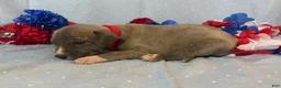 Great Dane dogs for sale: Phoenix - Ad 4