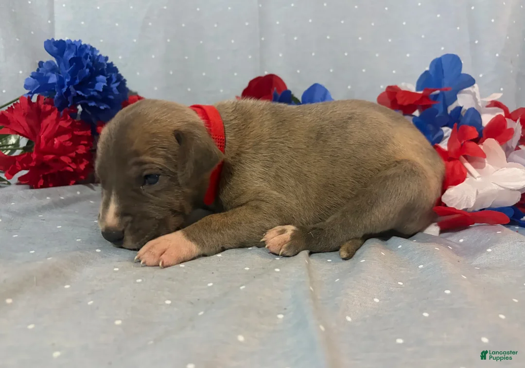 Great Dane dogs for sale: Phoenix - Ad 4