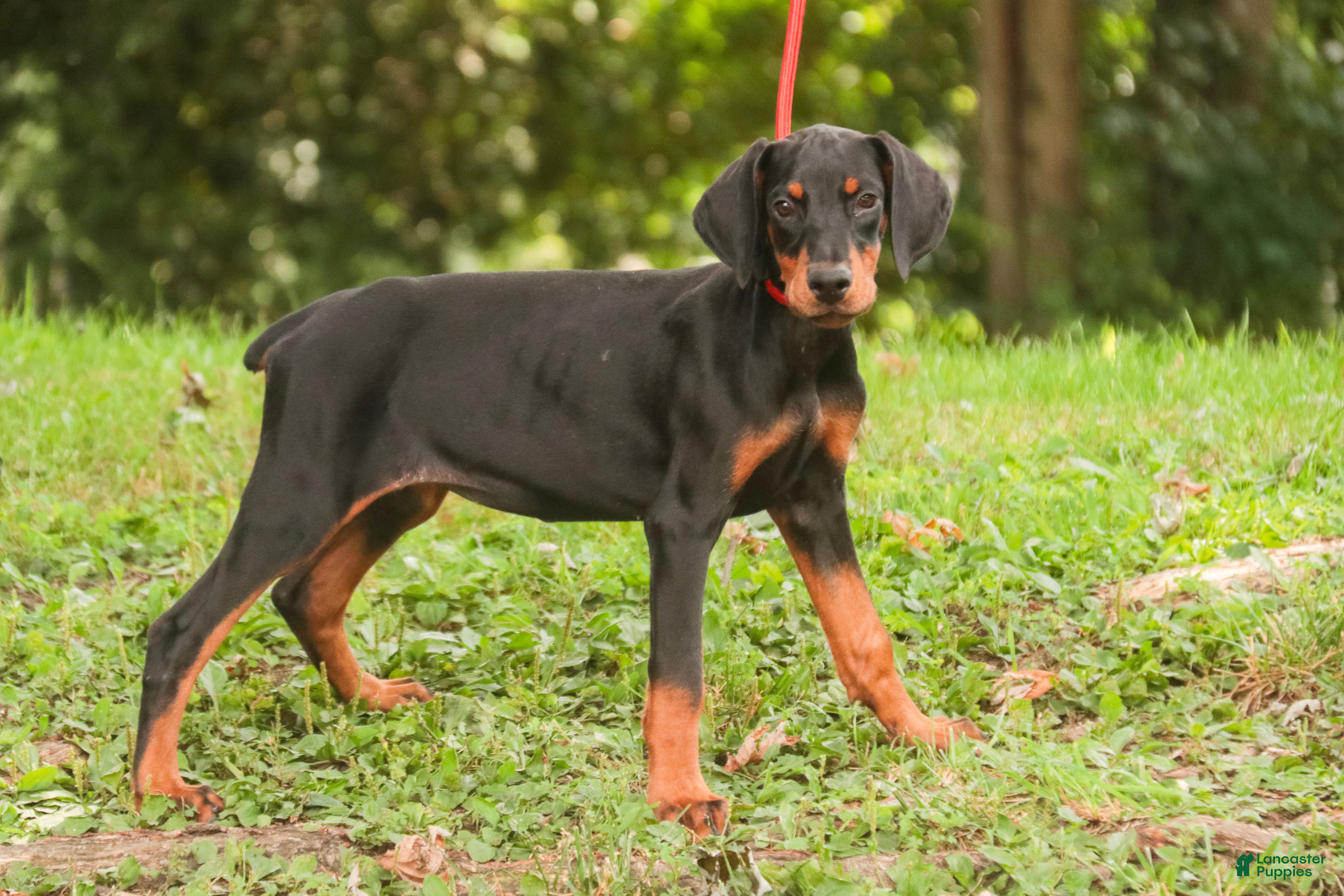 Doberman Pinscher dogs Reverie - Ad 1