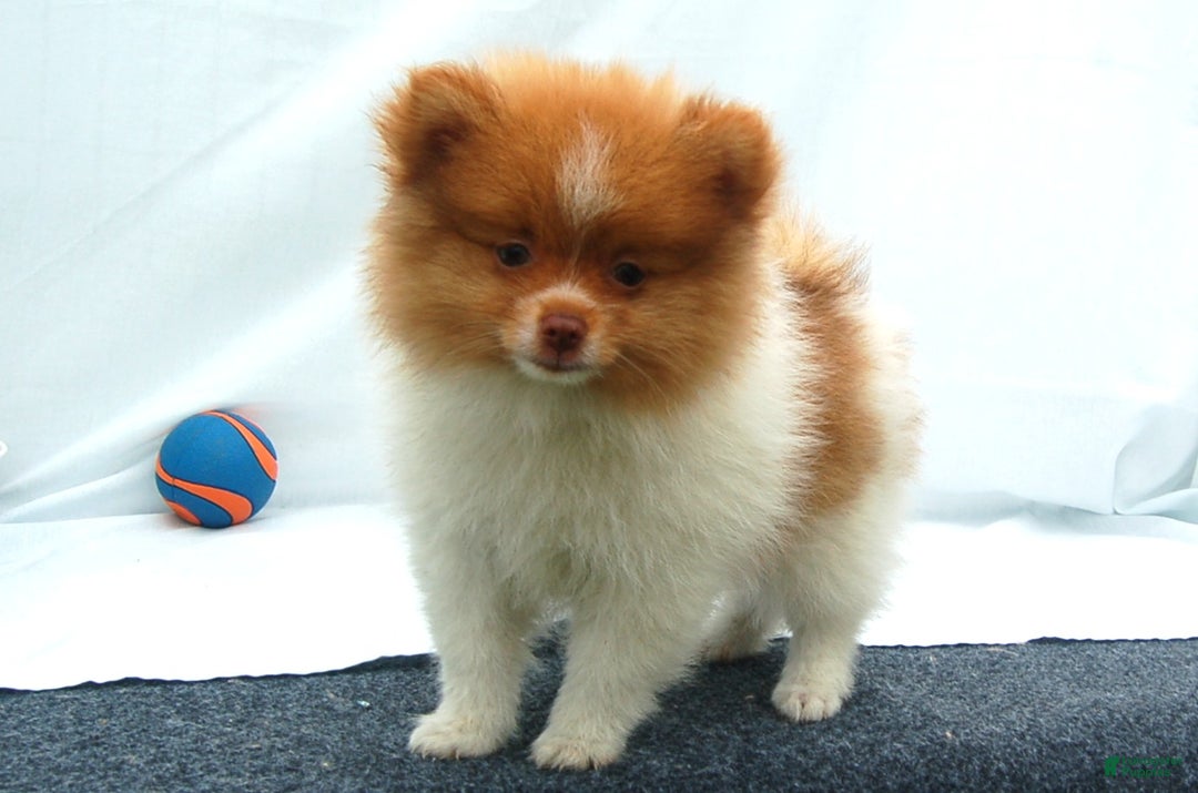 Pomeranian dogs for sale: Pomeranian Puppy 1 - Ad 1