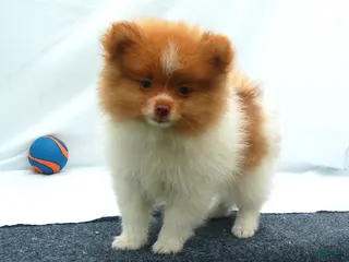 Pomeranian dogs Pomeranian Puppy 1 - Ad 35