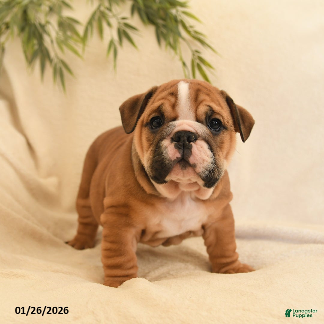 English Bulldog dogs for sale: Bella   - Ad 2