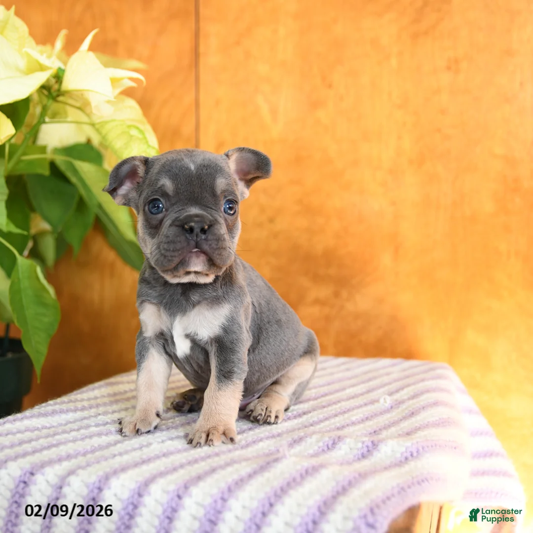 French Bulldog dogs for sale: Lenny - Ad 2