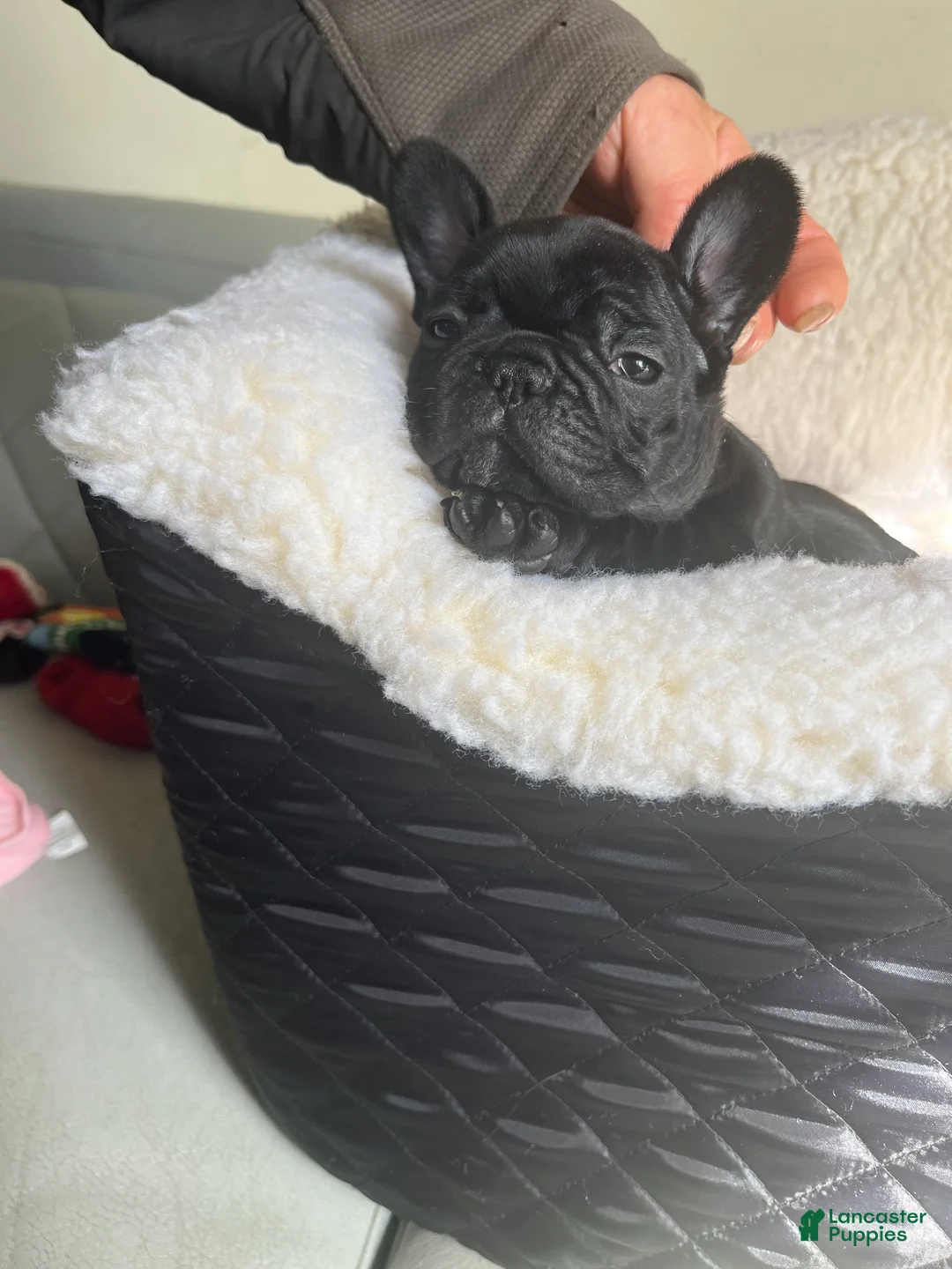 French Bulldog dogs for sale: French Bulldog Puppy 5 - Ad 2
