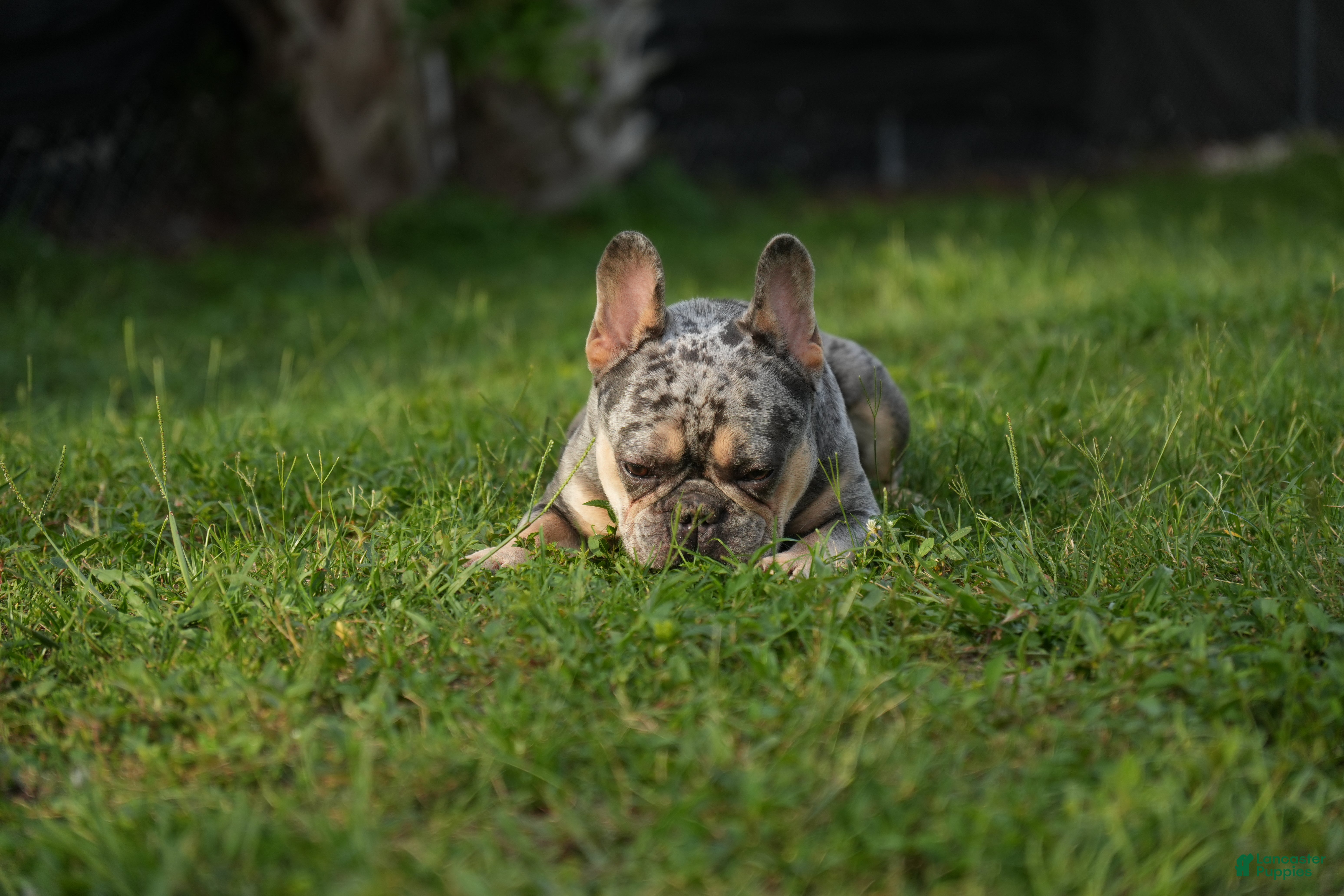 French Bulldog dogs for sale: Axel - Ad 5
