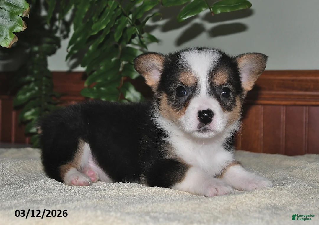 Welsh Corgi Pembroke dogs for sale: Callie - Ad 3