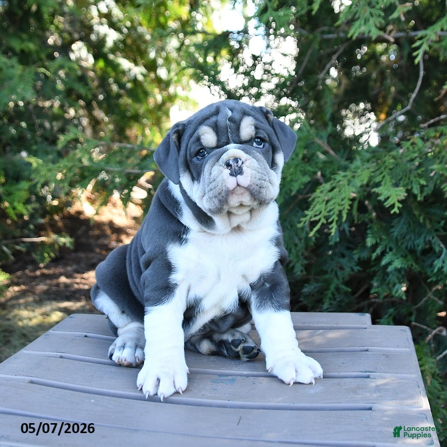 Olde English Bulldogge dogs Pokey - Ad 2